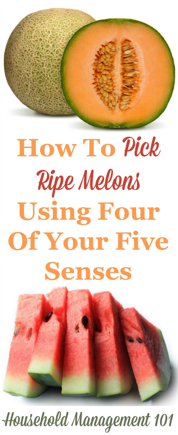 How to pick ripe melons in the store at the farmers market stand using four of your five senses, so you can enjoy your fifth sense, your sense of taste {on Household Management 101}