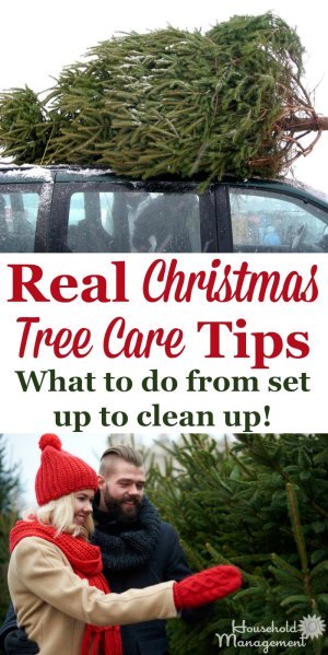 Here are tips and tricks for real Christmas tree care, to help your tree last, and how to clean up dropped needles and sap {on Household Management 101} #ChristmasTree #ChristmasTreeCare #HouseholdManagement101