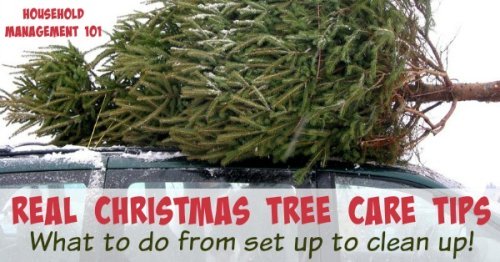 Here are tips and tricks for real Christmas tree care, to help your tree last, and how to clean up dropped needles and sap {on Household Management 101} #ChristmasTree #ChristmasTreeCare #HouseholdManagement101