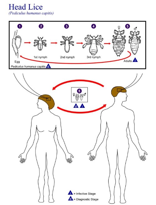 head lice lifecycle