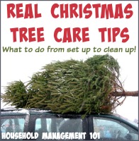 Real Christmas Tree Care Tips