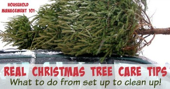 Real Christmas tree care tips