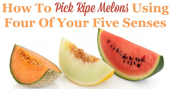 How to pick ripe melons in the store at the farmers market stand using four of your five senses, so you can enjoy your fifth sense, your sense of taste {on Household Management 101}