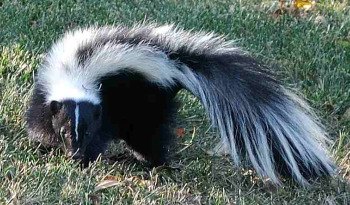 skunk odor removal