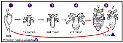 head lice lifecycle