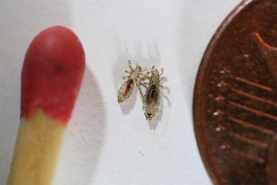 male and female louse