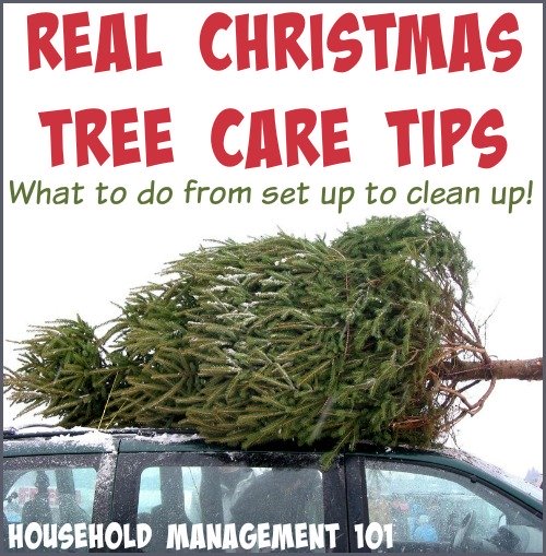 Here are tips and tricks for real Christmas tree care, to help your tree last, and how to clean up dropped needles and sap {on Household Management 101} #ChristmasTree #ChristmasTreeCare #HouseholdManagement101