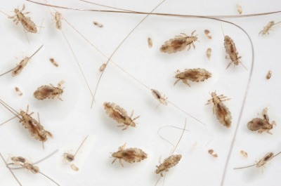 head lice lifecycle